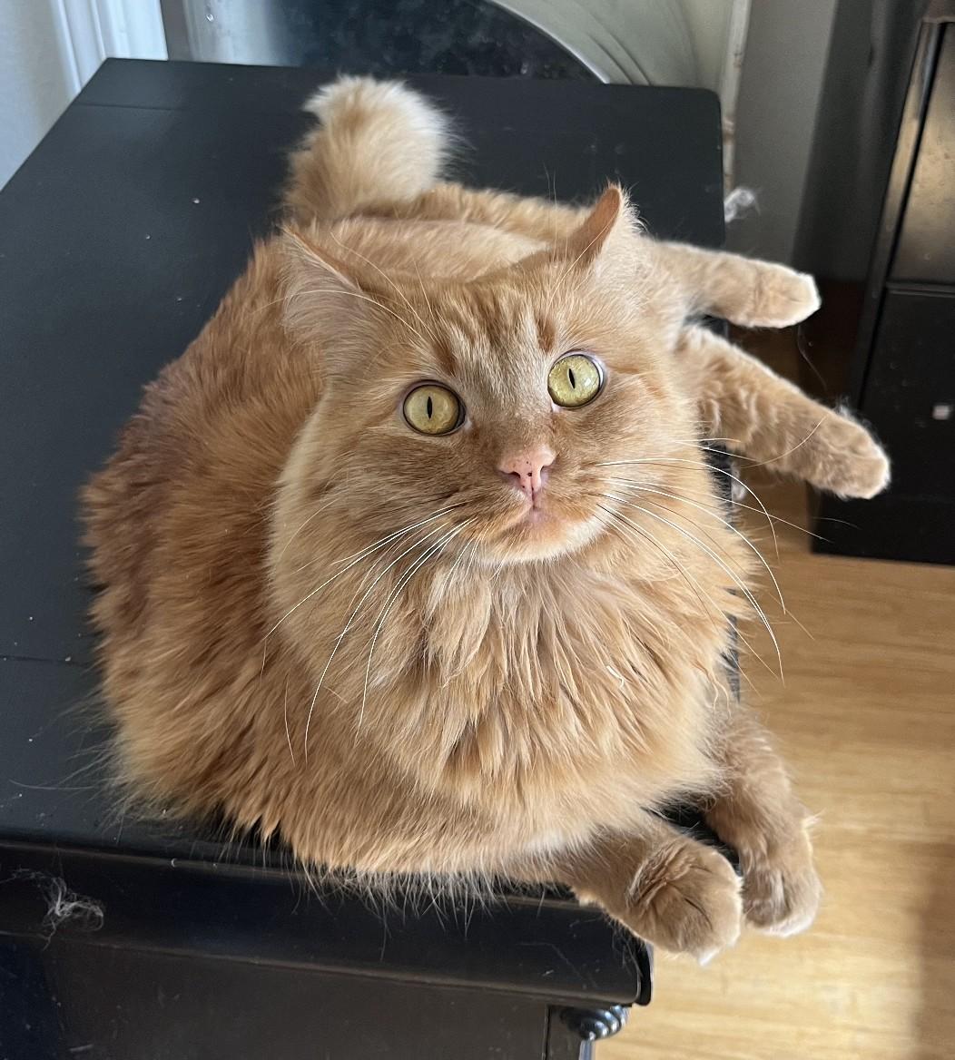 Pelé, a Adoptable mixed breed in Albuquerque, NM image 2/6