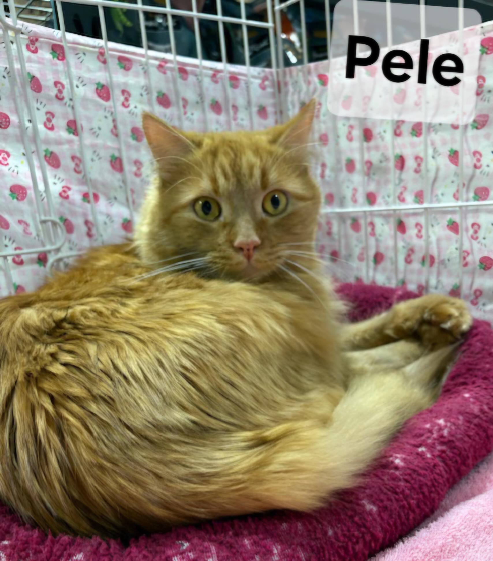 Pelé, an adoptable Domestic Long Hair, Tabby in Albuquerque, NM, 87199 | Photo Image 3