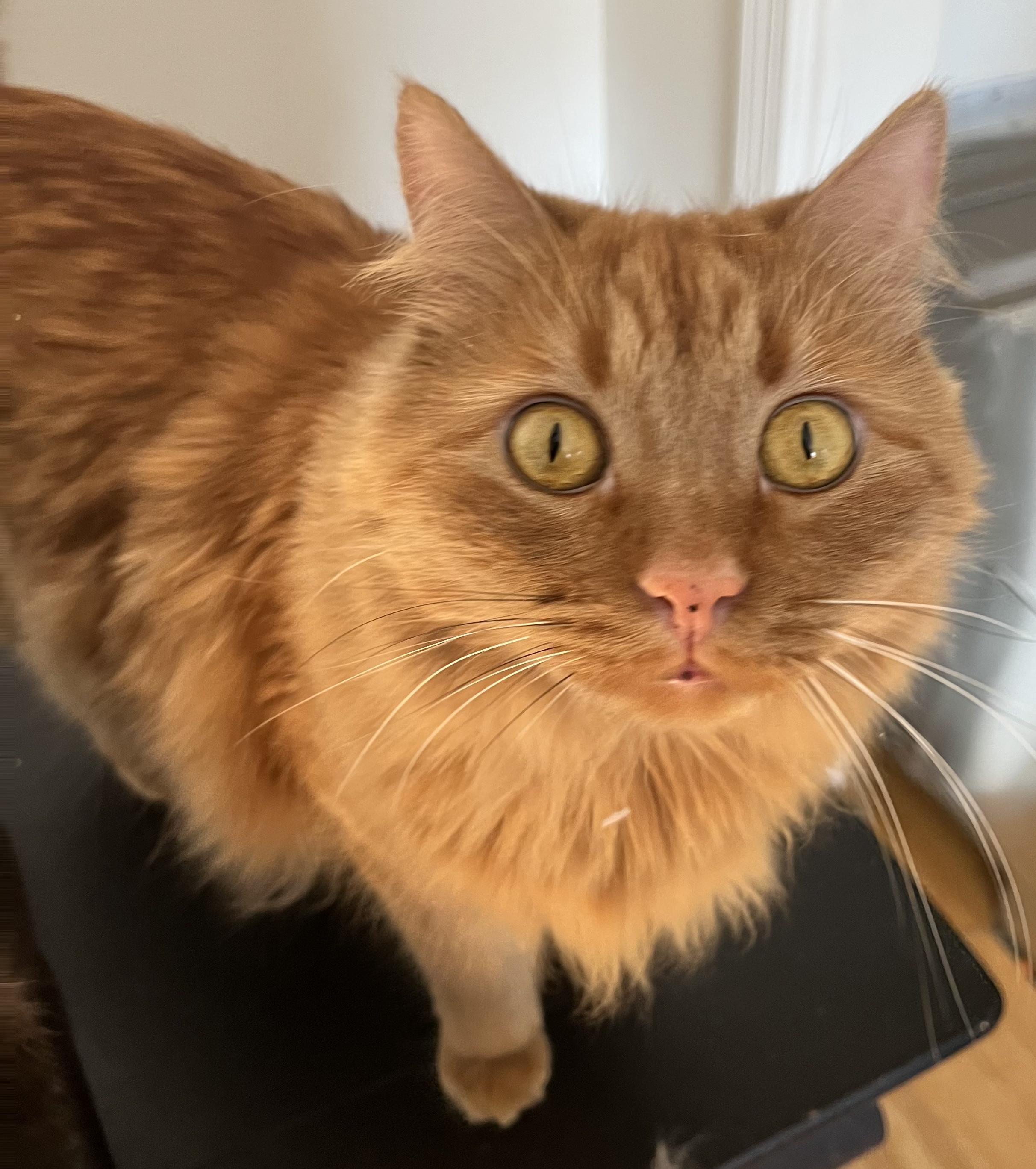 Pelé, an adoptable Domestic Long Hair, Tabby in Albuquerque, NM, 87199 | Photo Image 4