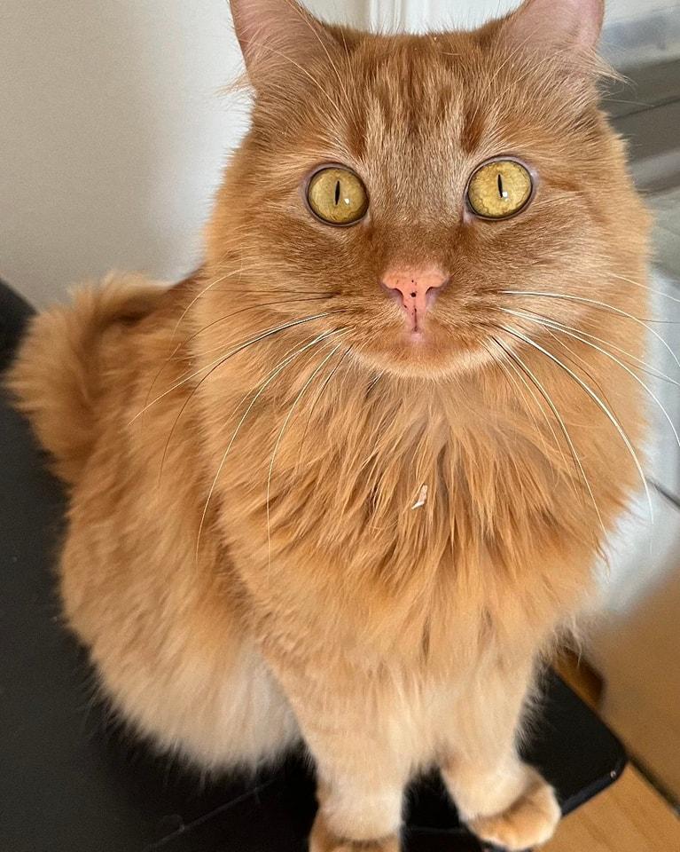 Pelé, a Adoptable mixed breed in Albuquerque, NM image 1/6