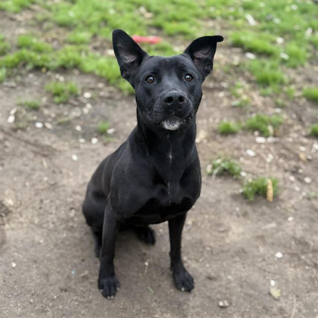 Enlarge DENVER, a Adoptable mixed breed in Modesto, CA image 1/2