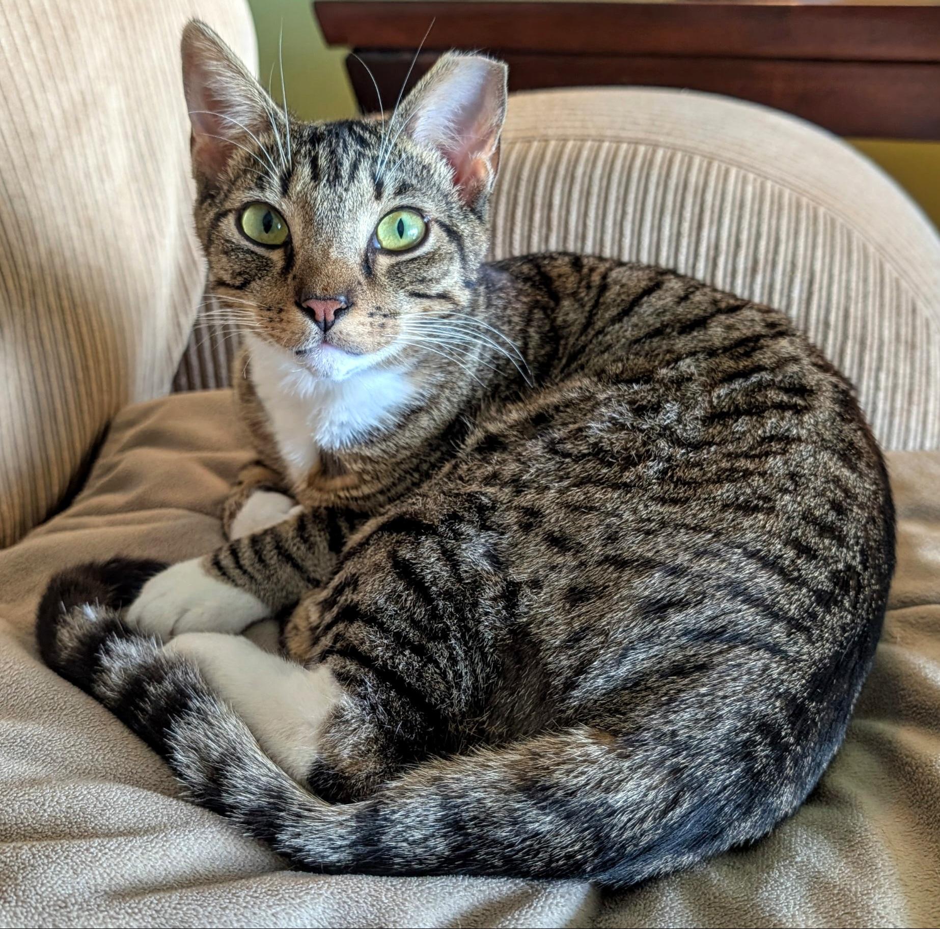 Billy , ADOPTABLE, Kitten Male Tabby.