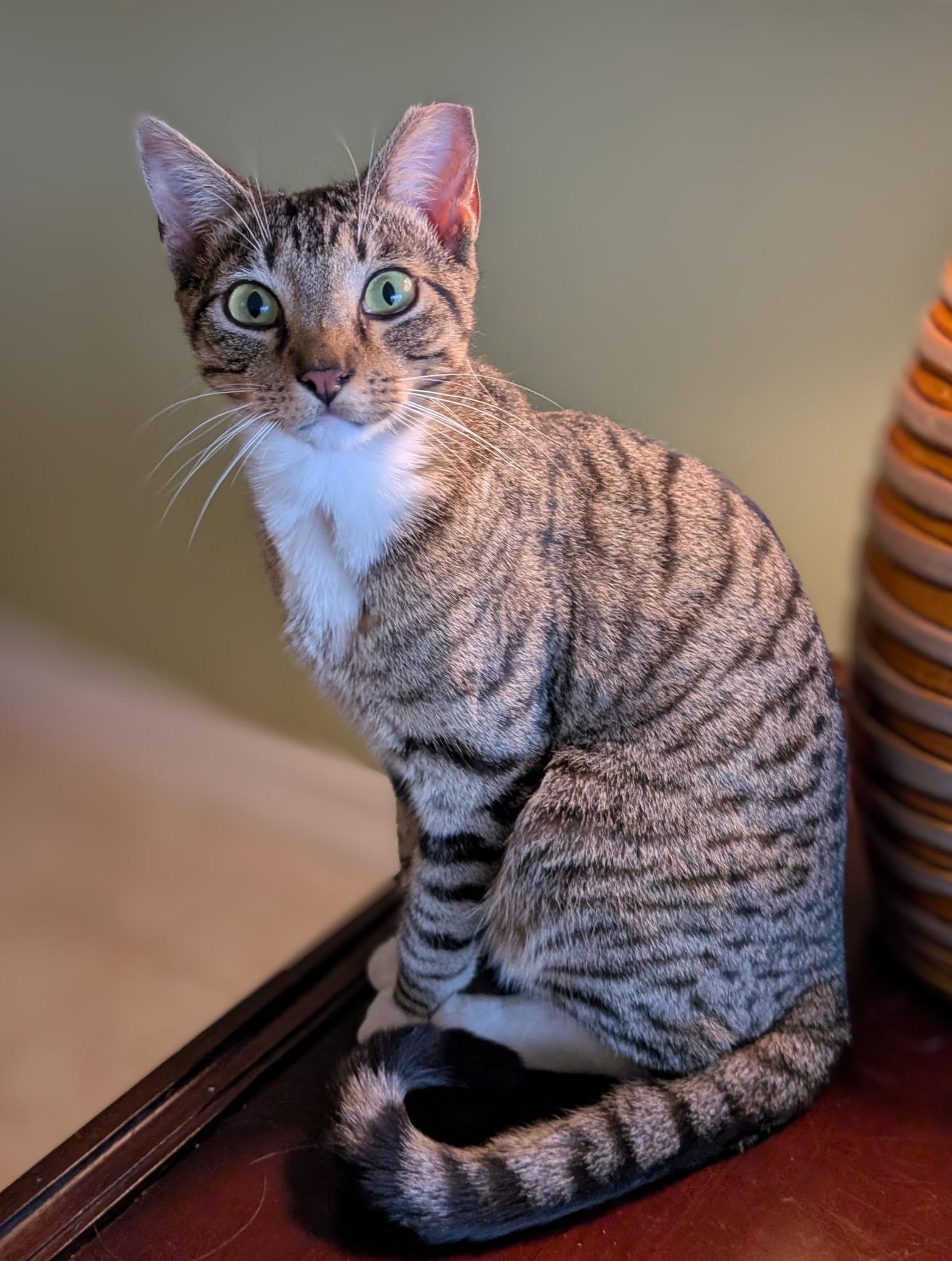 Billy , a ADOPTABLE Tabby in Melbourne, FL image 5/5