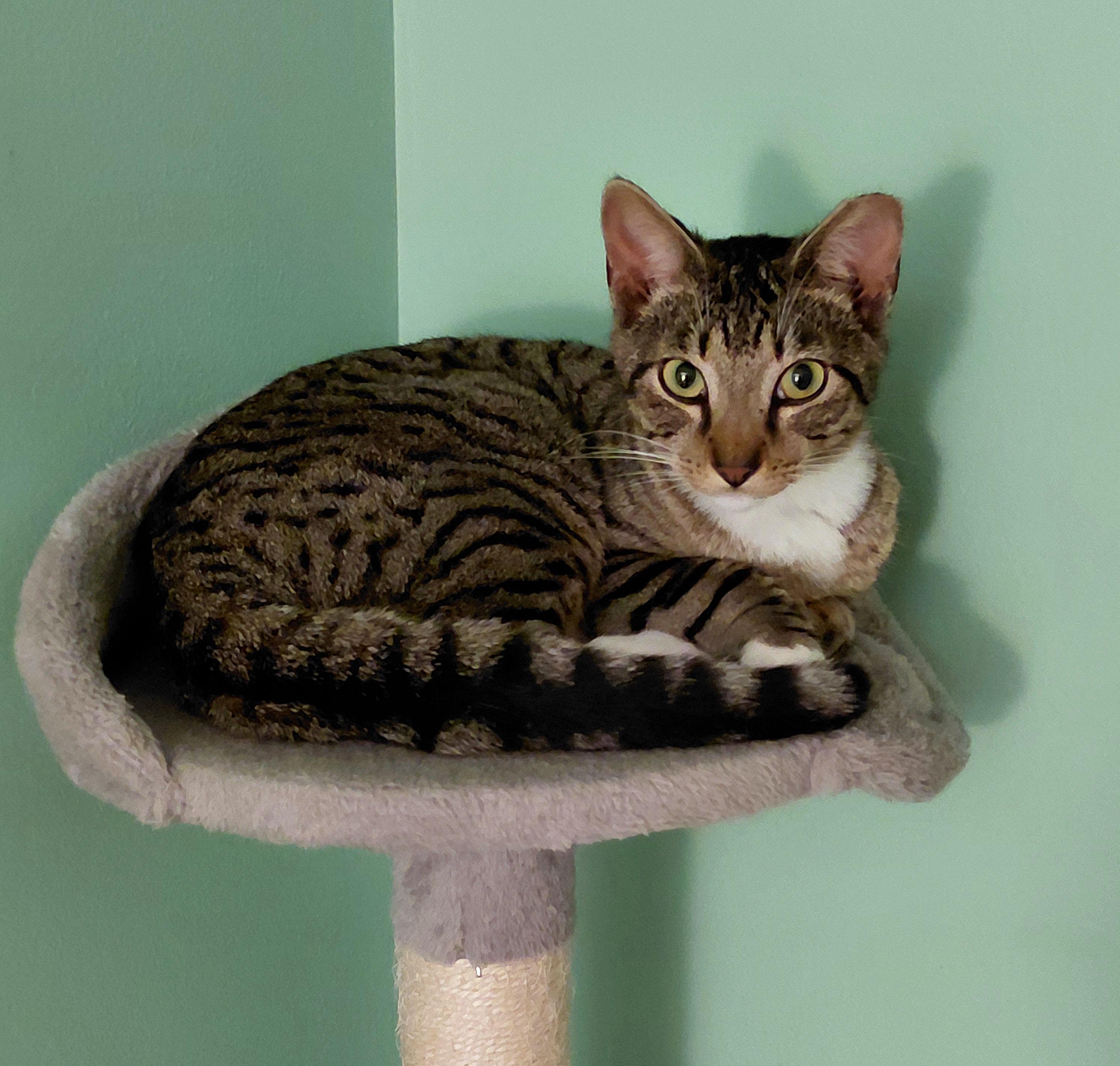 Billy , a ADOPTABLE Tabby in Melbourne, FL image 4/5