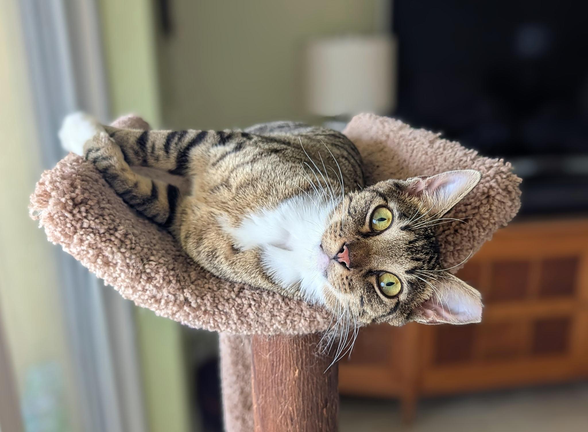 Billy , a ADOPTABLE Tabby in Melbourne, FL image 2/5