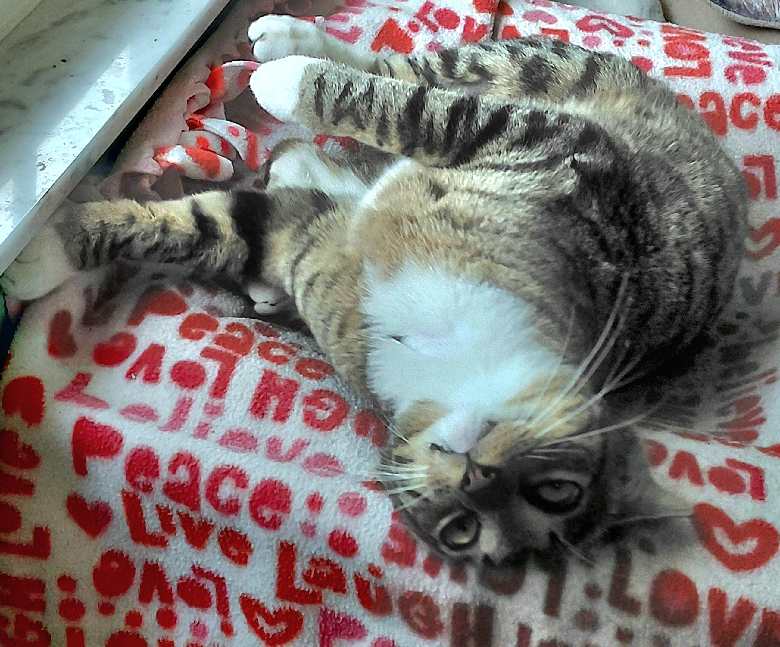 Billy , a ADOPTABLE Tabby in Melbourne, FL image 3/5