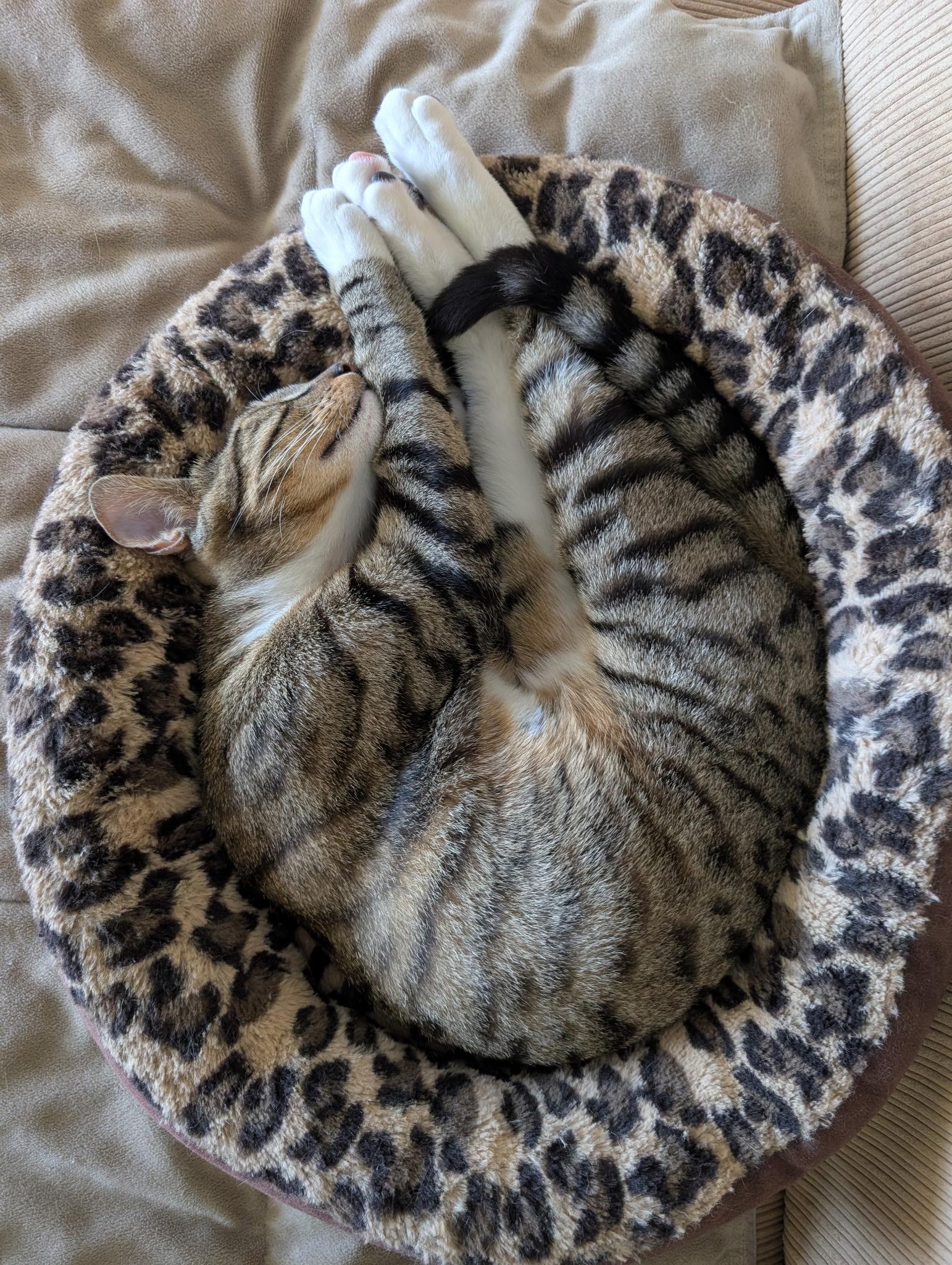 Billy , a ADOPTABLE Tabby in Melbourne, FL image 5/5