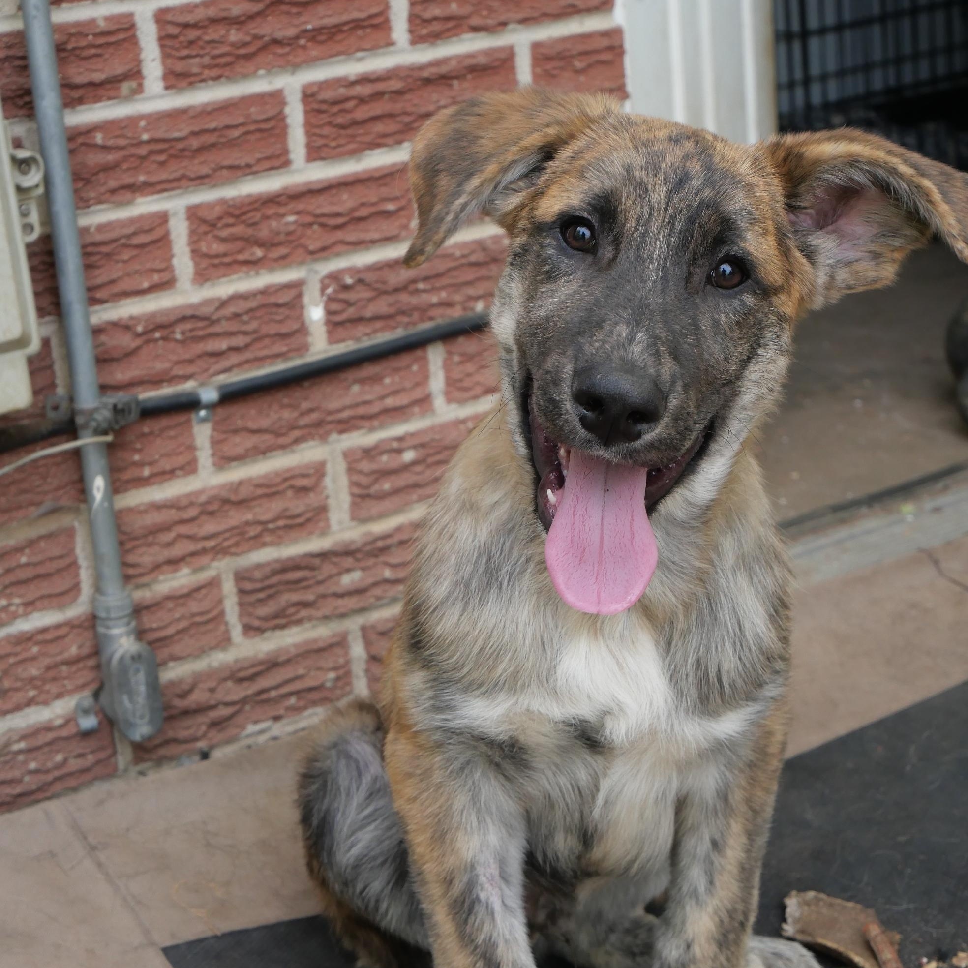 Enlarge Maples, a Adoptable mixed breed in Boulder, CO image 5/6