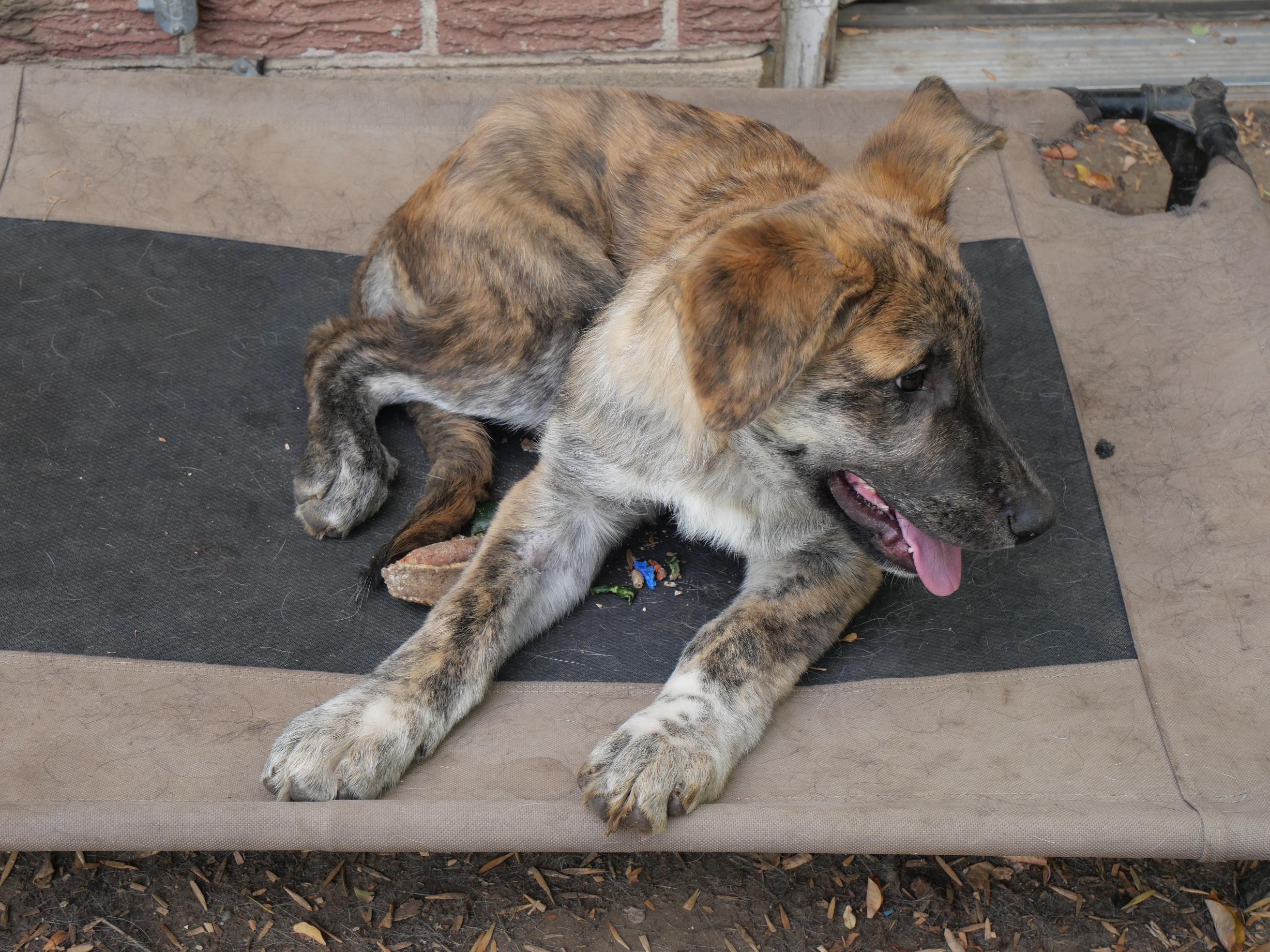 Enlarge Maples, a Adoptable mixed breed in Boulder, CO image 4/6
