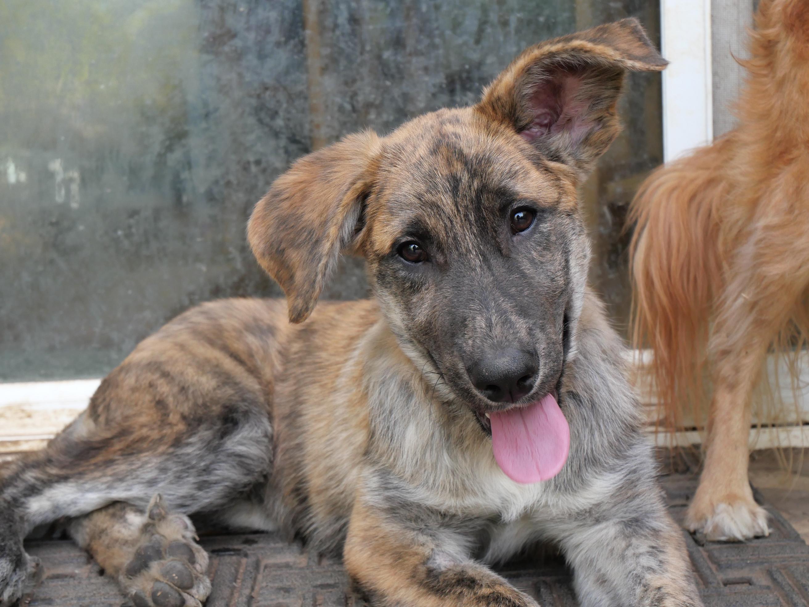 Maples, Adoptable, Puppy Male Anatolian Shepherd & Black Mouth Cur.