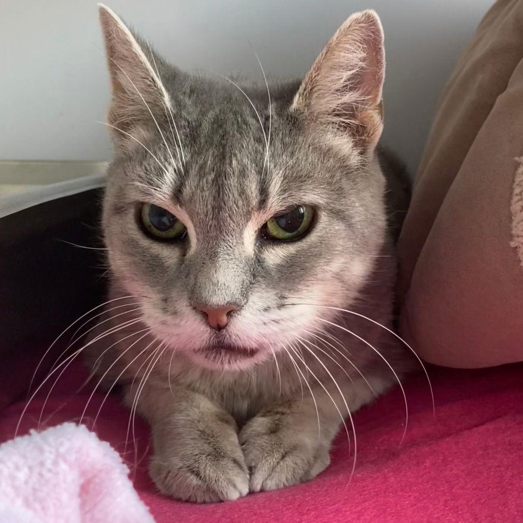 Enlarge Mattie, a Adoptable Domestic Short Hair in New Castle, DE image 1/1