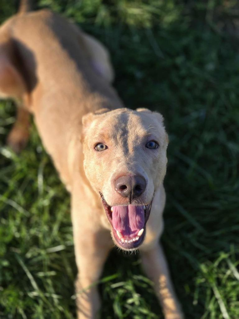 DENVER, Adoptable, Young Male Mixed Breed.