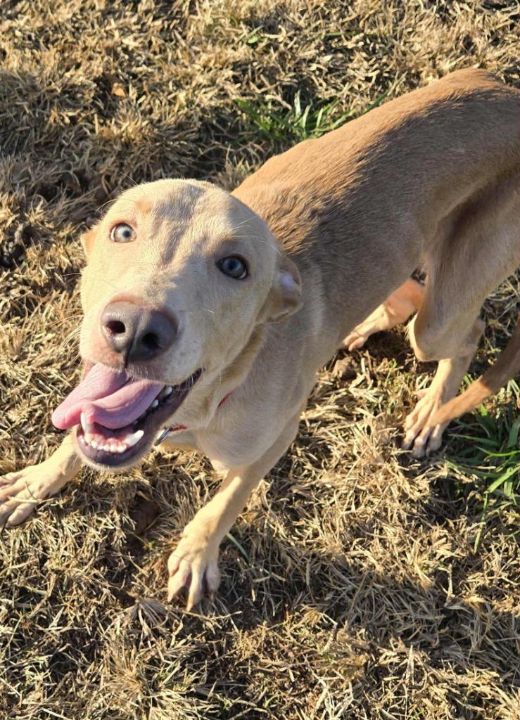 DENVER, a Adoptable mixed breed in Moberly, MO image 2/6