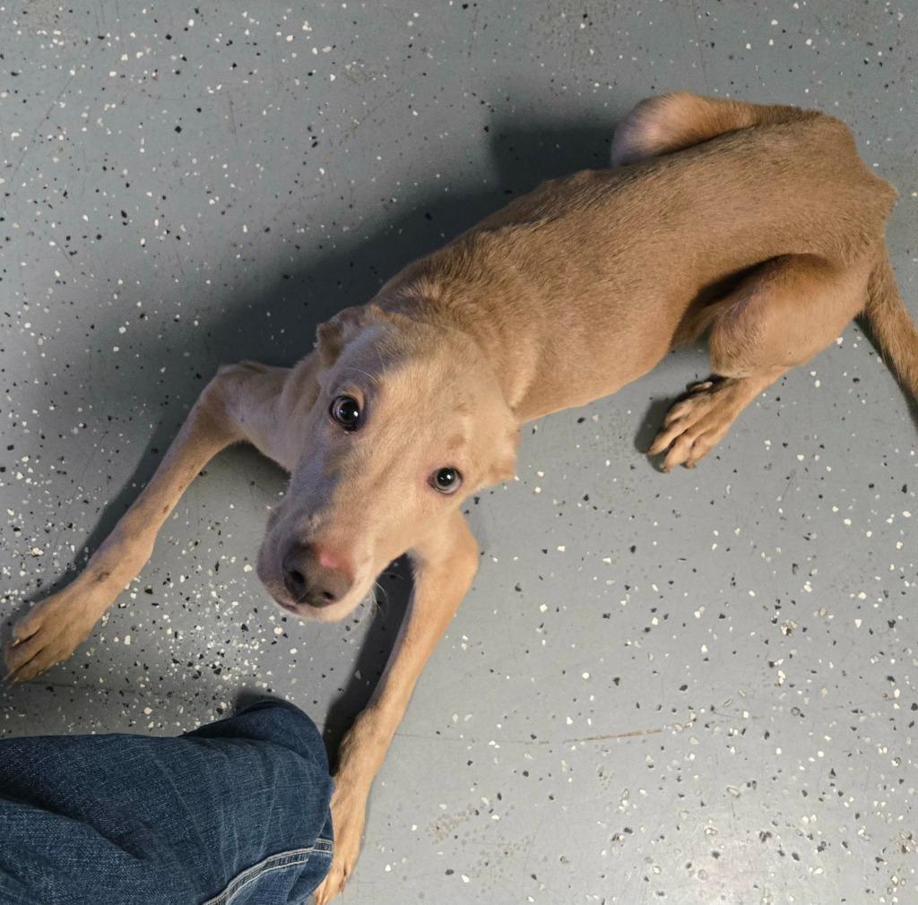 Enlarge DENVER, a Adoptable mixed breed in Moberly, MO image 5/6