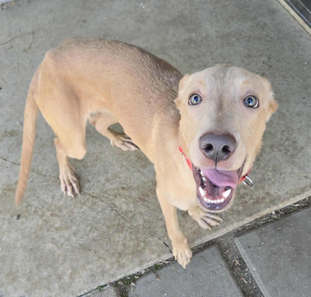 DENVER, a Adoptable mixed breed in Moberly, MO image 3/6