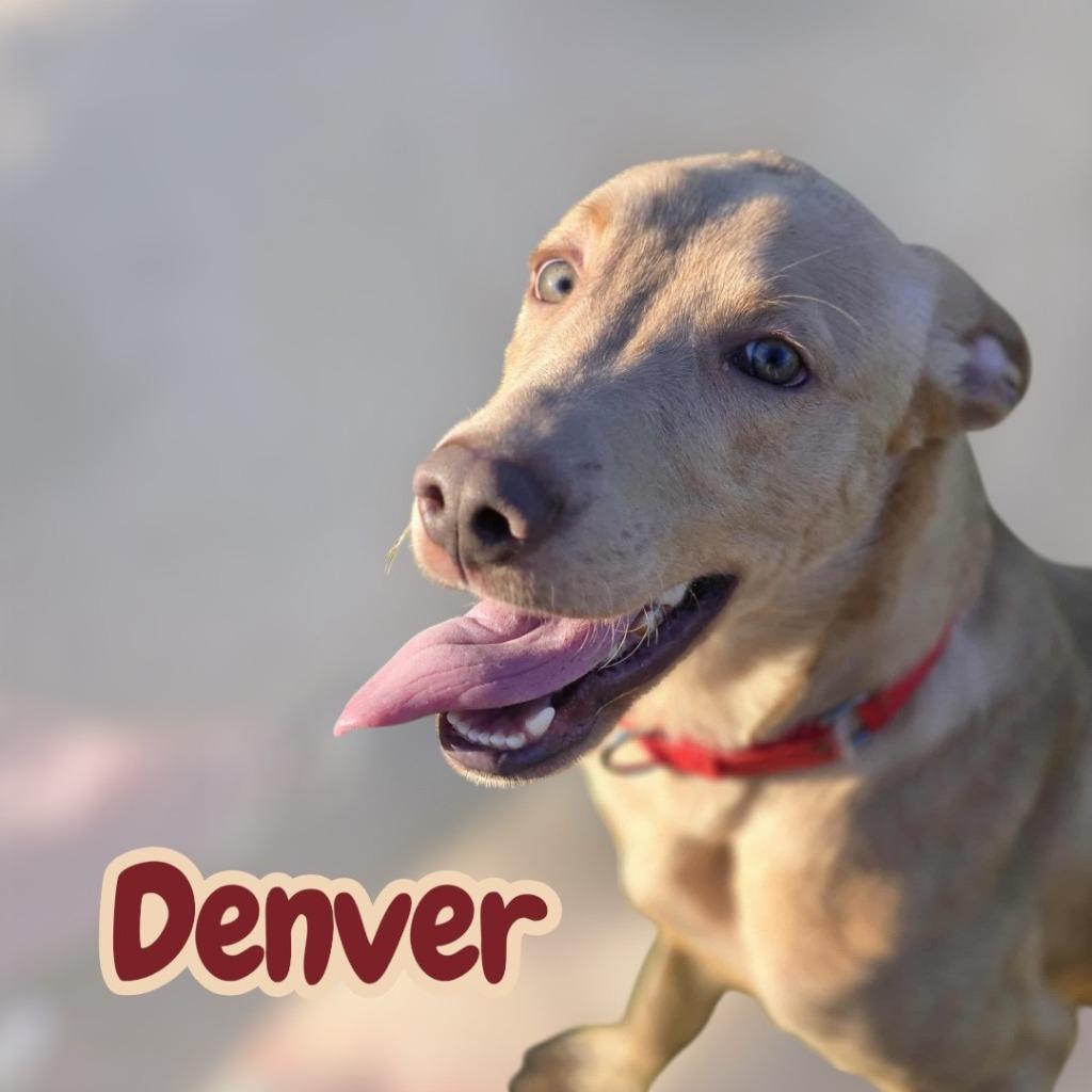 DENVER, a Adoptable mixed breed in Moberly, MO image 5/6