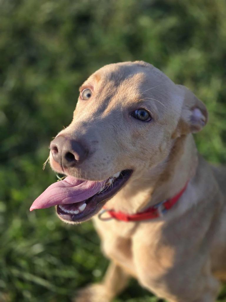 DENVER, a Adoptable mixed breed in Moberly, MO image 6/6