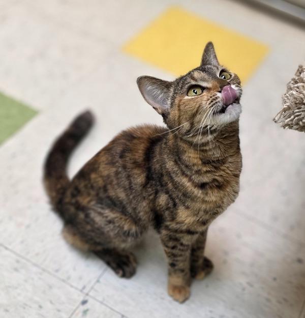 Aura, Adoptable, Young Female Domestic Short Hair.