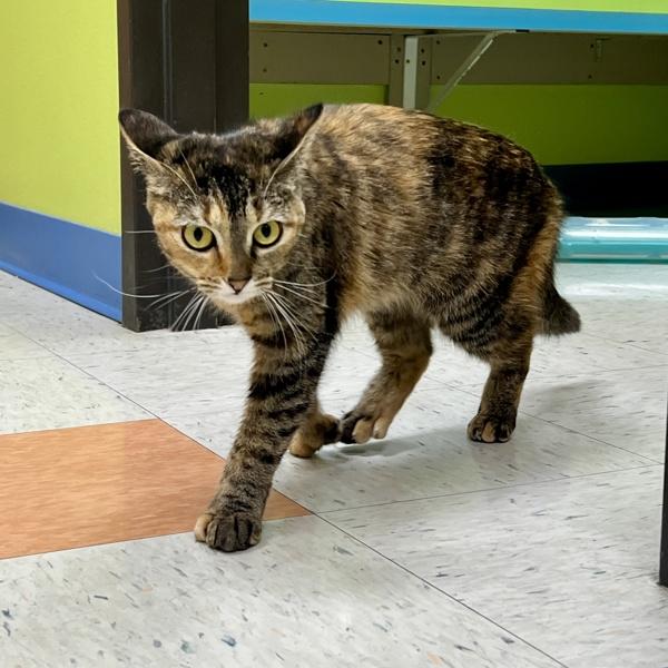 Enlarge Aura, a Adoptable mixed breed in Sioux City, IA image 2/6