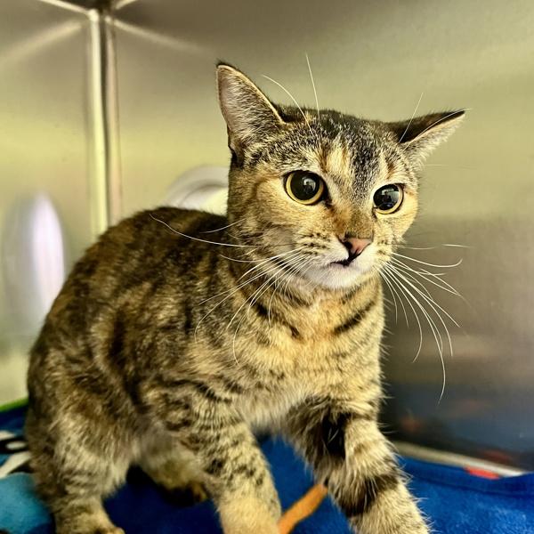 Enlarge Aura, a Adoptable mixed breed in Sioux City, IA image 1/1