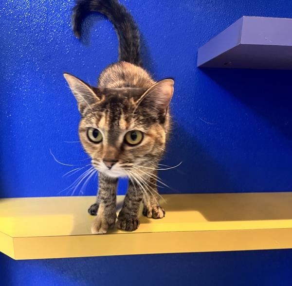 Enlarge Aura, a Adoptable mixed breed in Sioux City, IA image 3/6