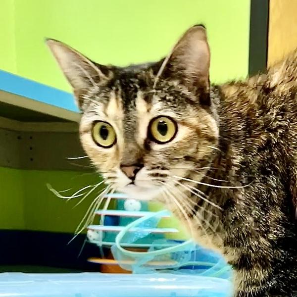 Enlarge Aura, a Adoptable mixed breed in Sioux City, IA image 4/6