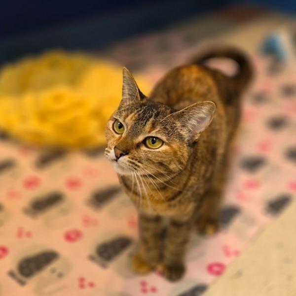 Enlarge Aura, a Adoptable mixed breed in Sioux City, IA image 5/6