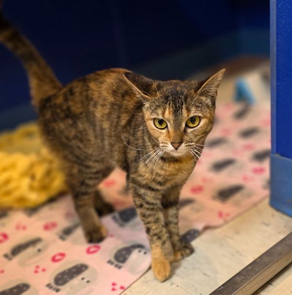 Enlarge Aura, a Adoptable mixed breed in Sioux City, IA image 6/6