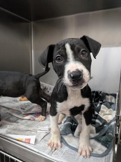 Jim, Adoptable, Puppy Male Mixed Breed & Mixed Breed.