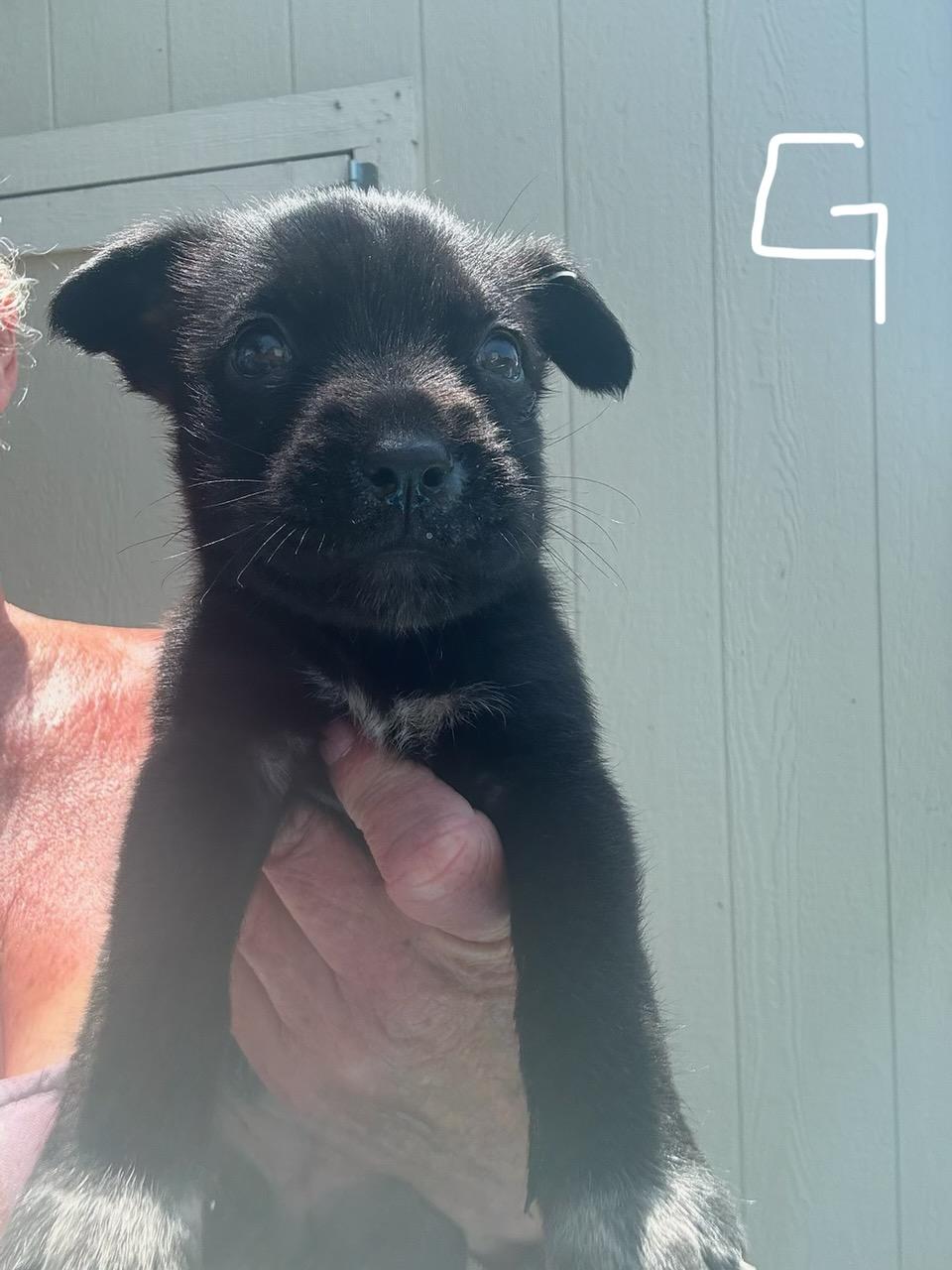 Aubry, an adoptable Cane Corso & Terrier Mix in Bakersfield, CA_image-1