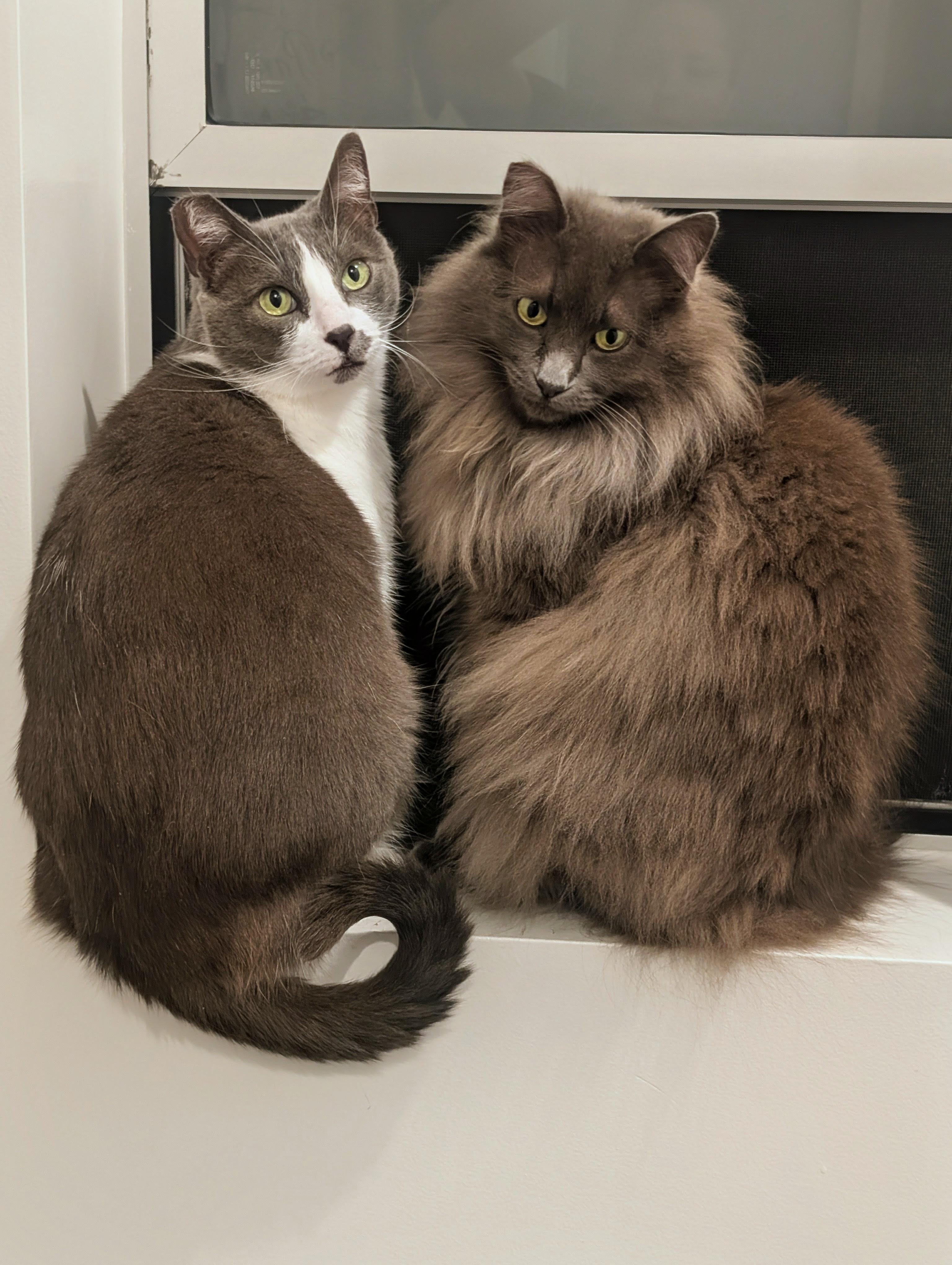 Fifi and Tino , Adoptable, Young Female Russian Blue & Maine Coon.