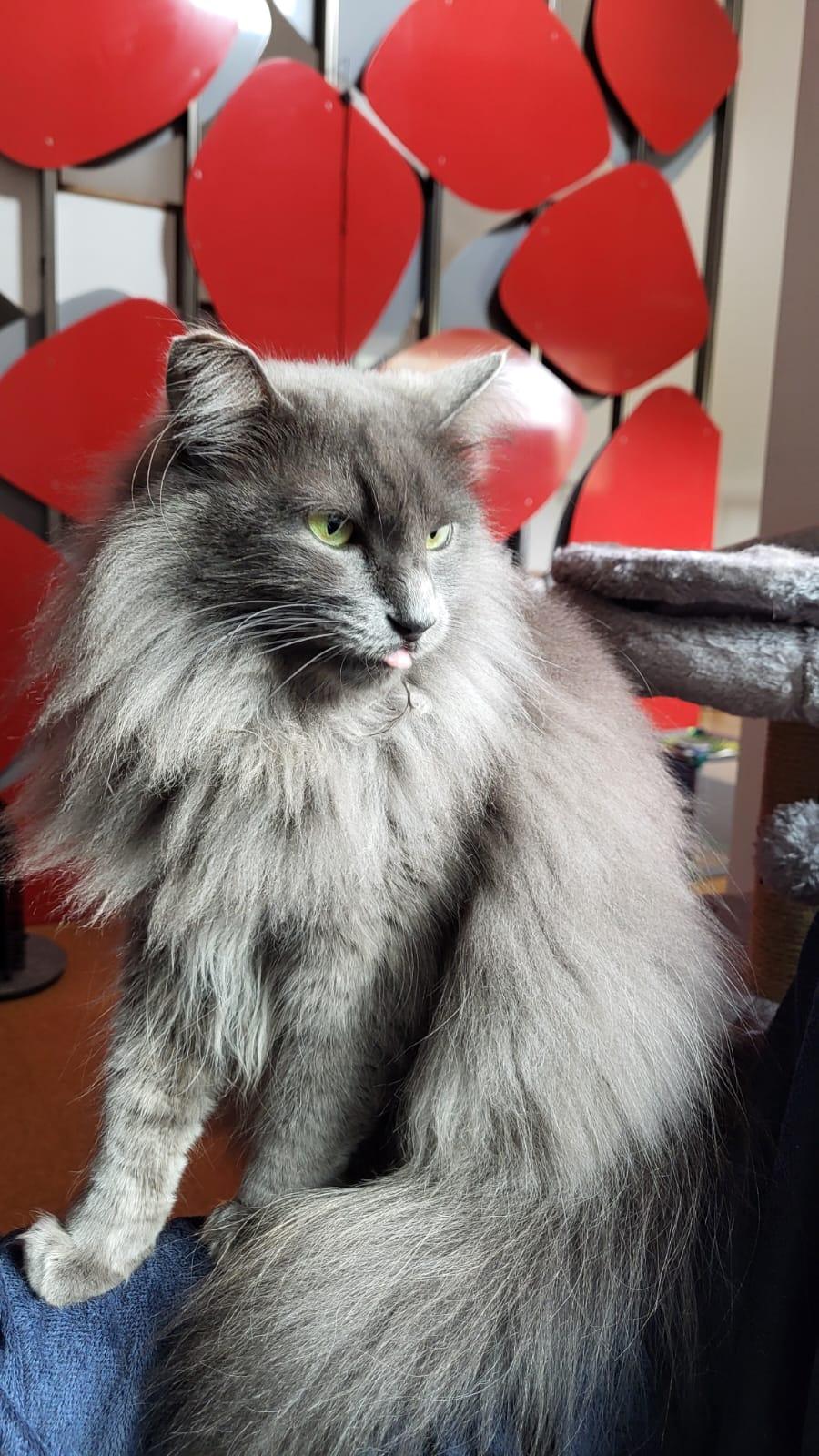 Fifi, a Adoptable mixed breed in Santa Monica, CA image 1/6