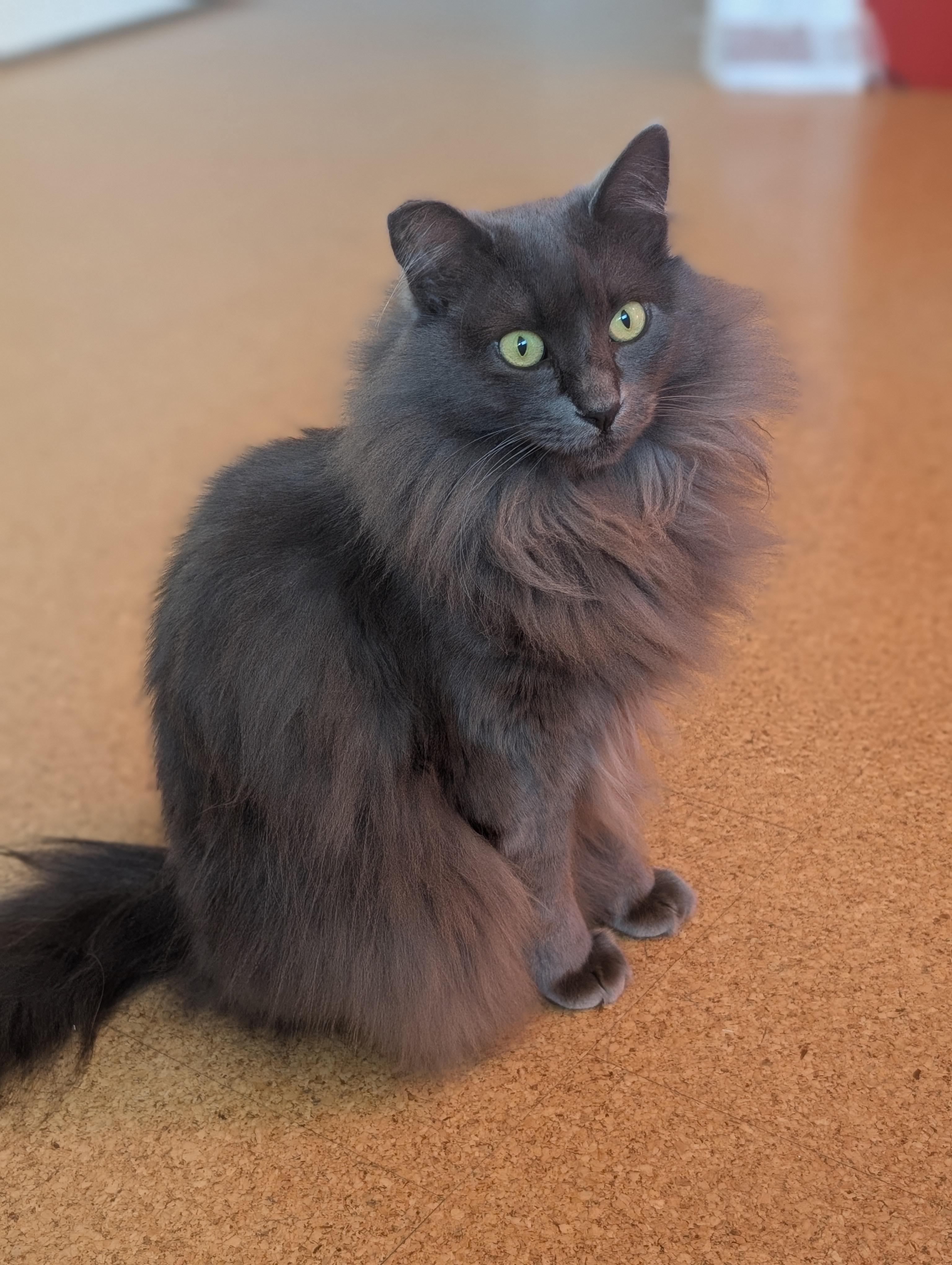 Fifi, a Adoptable mixed breed in Santa Monica, CA image 4/6