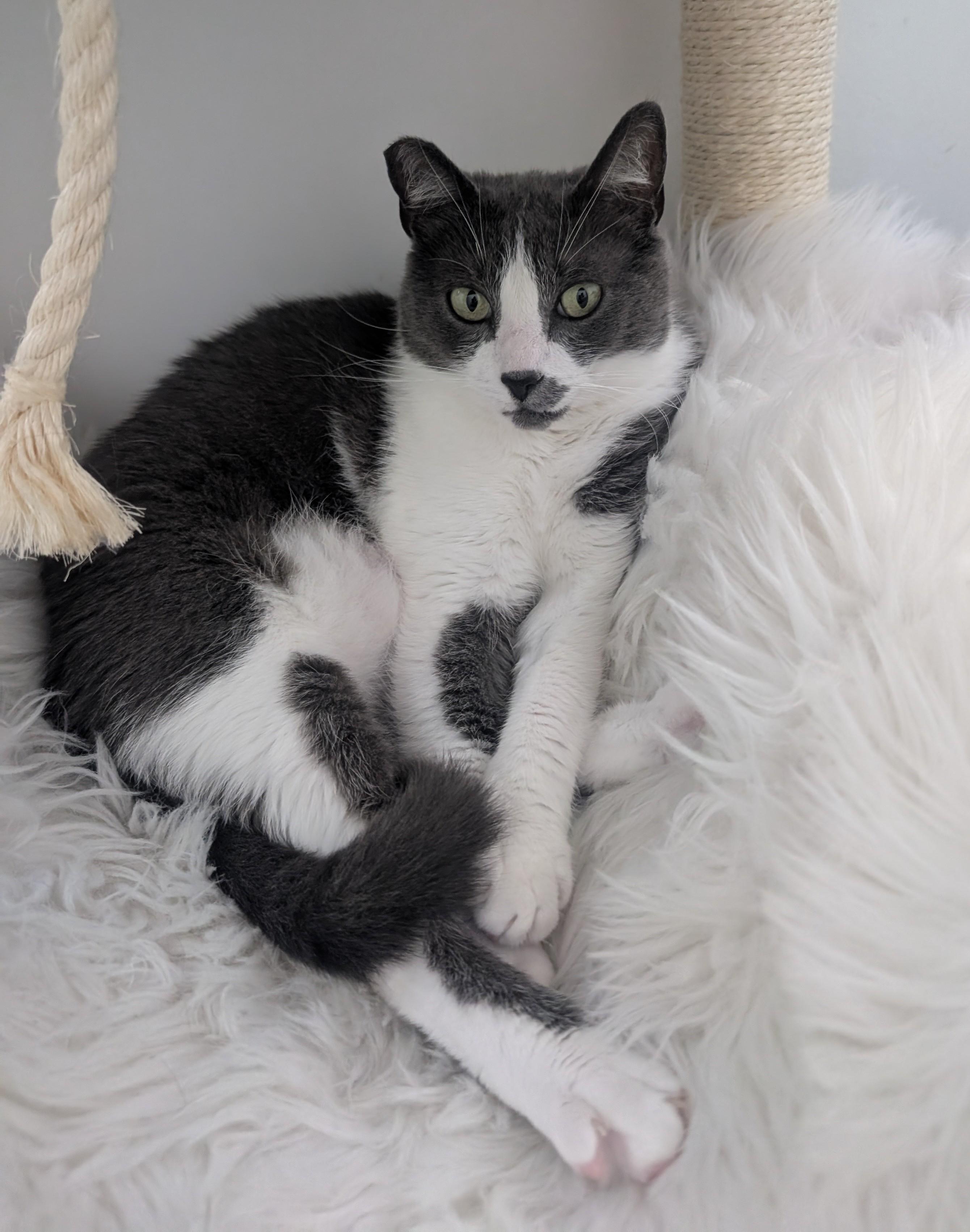 Enlarge Fifi, a Adoptable mixed breed in Santa Monica, CA image 3/6