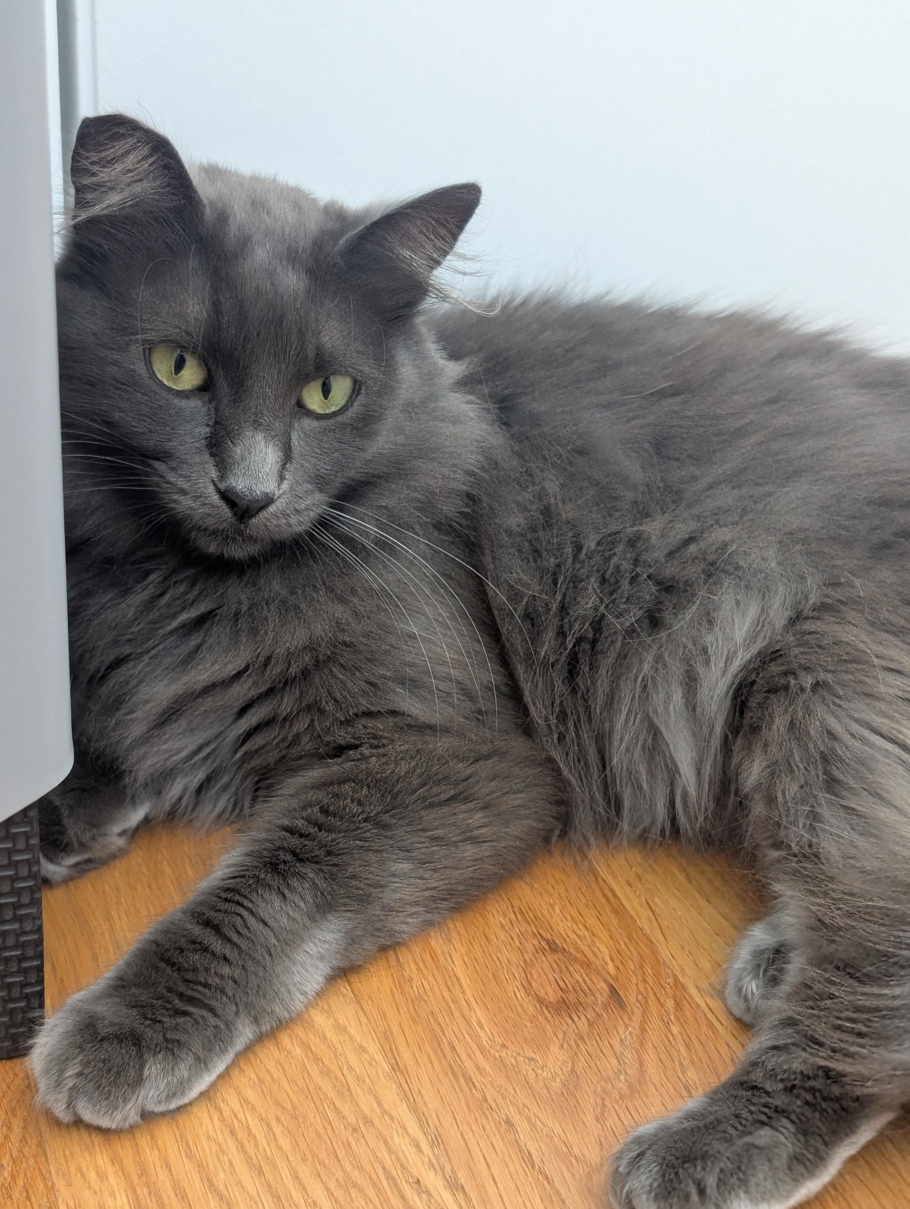 Fifi, a Adoptable mixed breed in Santa Monica, CA image 5/6