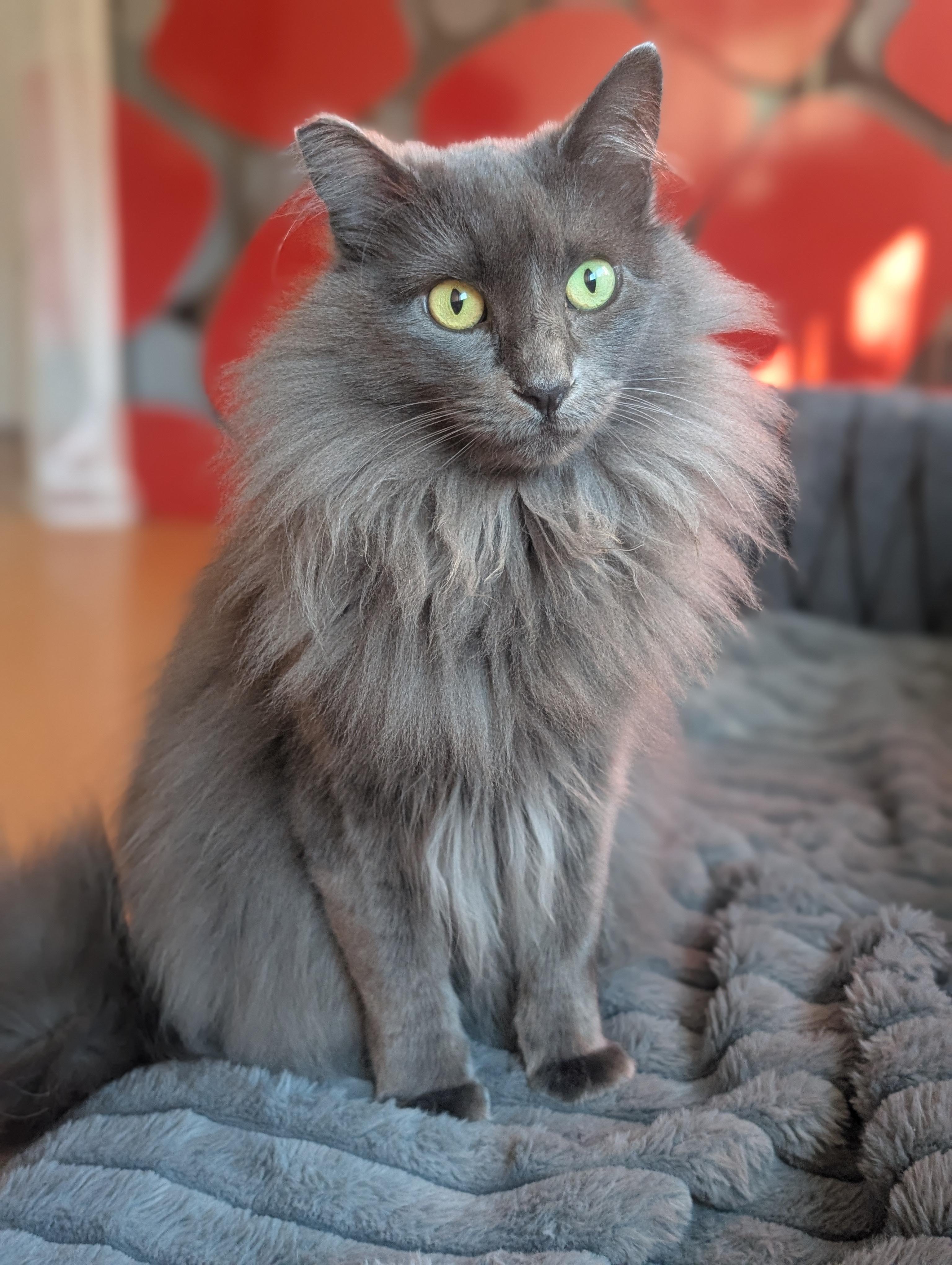 Fifi, Adoptable, Young Female Nebelung & Domestic Long Hair.