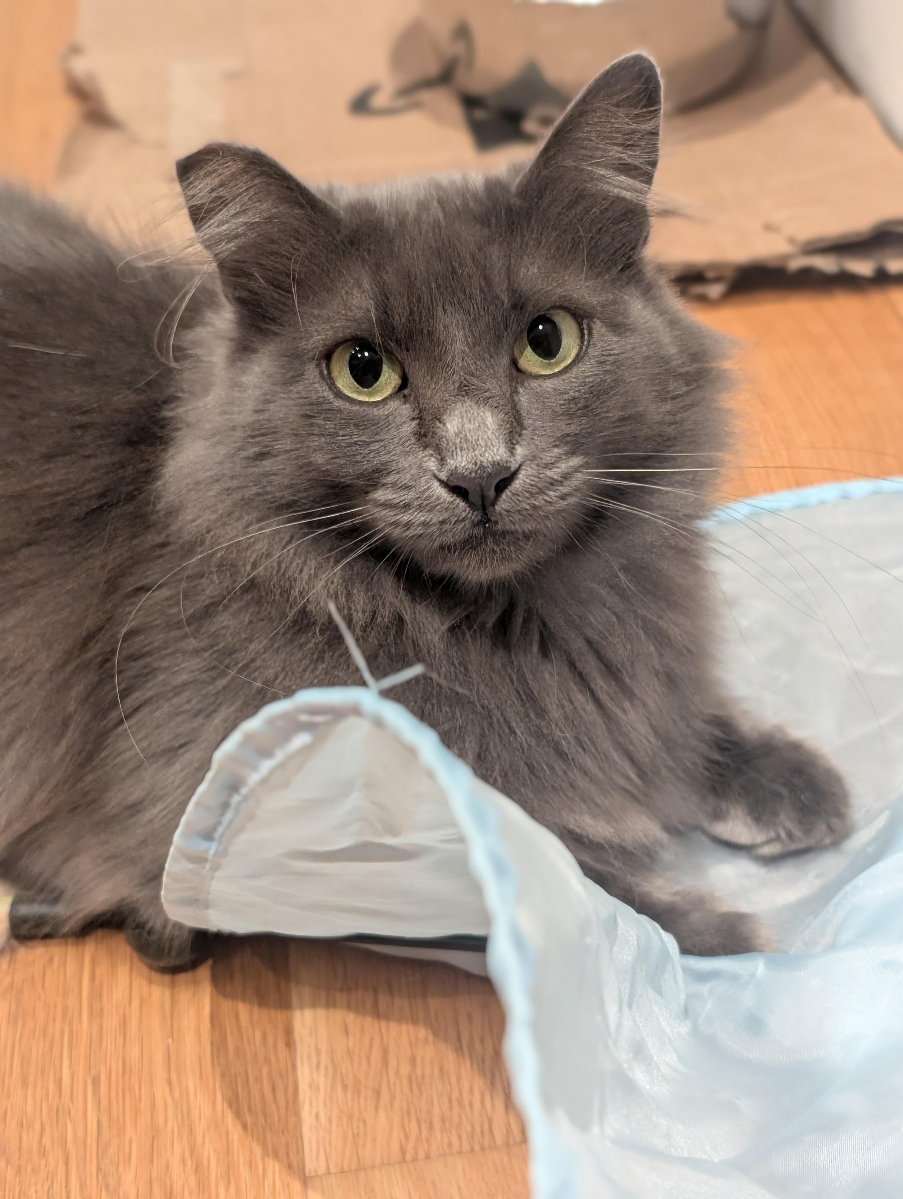 Fifi, a Adoptable mixed breed in Santa Monica, CA image 6/6