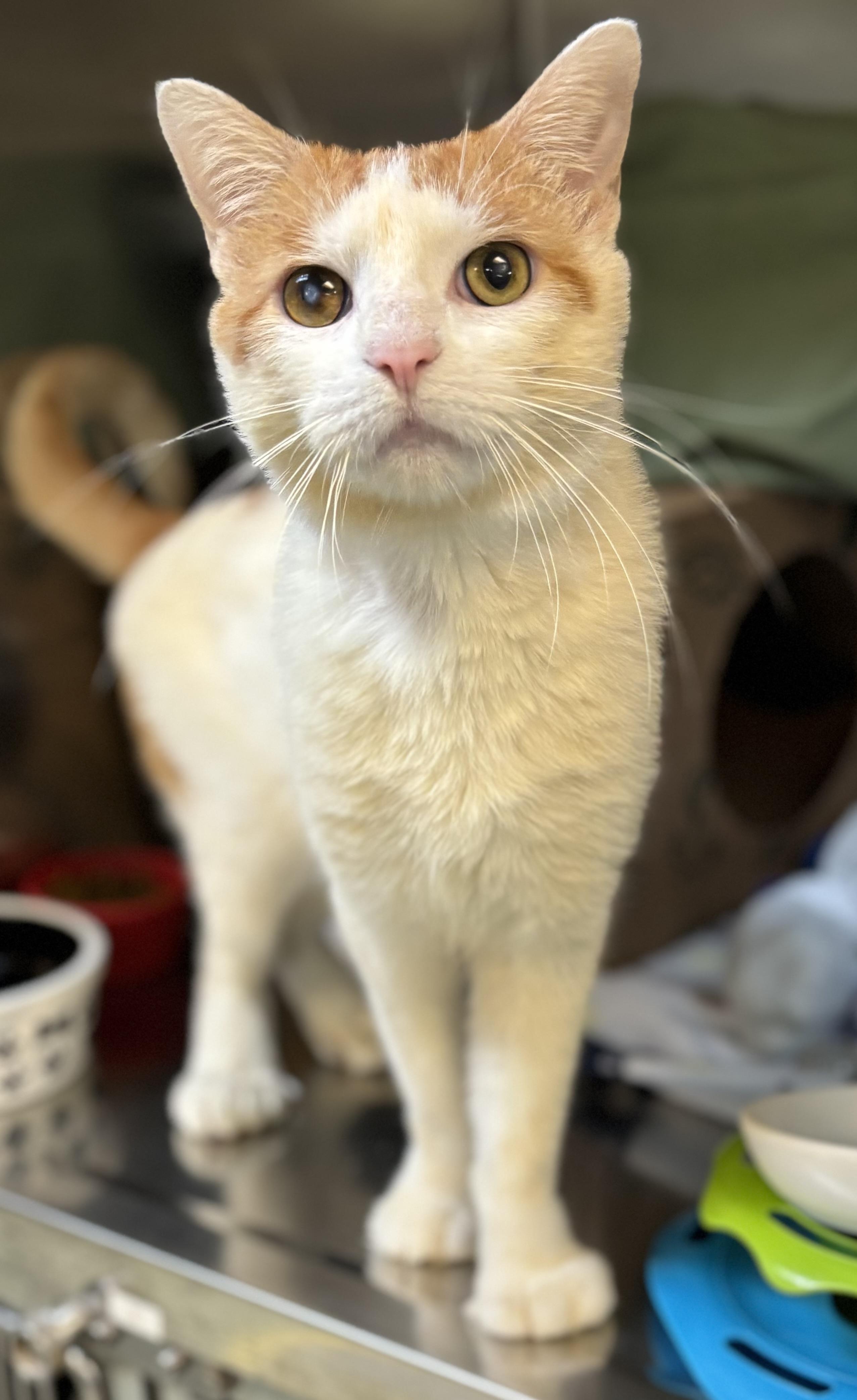 Foxy, Adoptable, Senior Male Domestic Short Hair & Extra-Toes Cat / Hemingway Polydactyl.