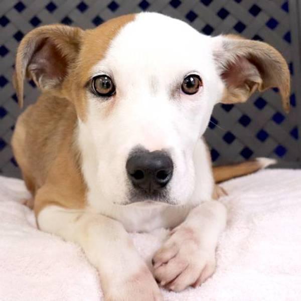 Enlarge Laken, a Adoptable mixed breed in Midland, TX image 1/2