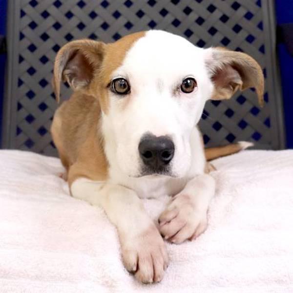 Enlarge Laken, a Adoptable mixed breed in Midland, TX image 2/2