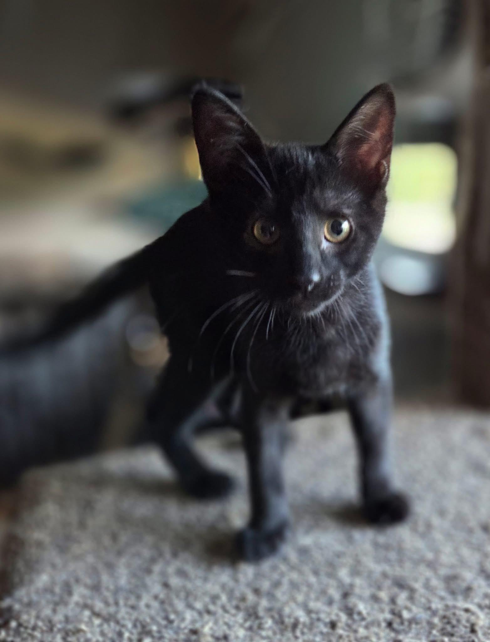 Grapefruit, an adopted Domestic Short Hair in Manhattan, KS image 4/6