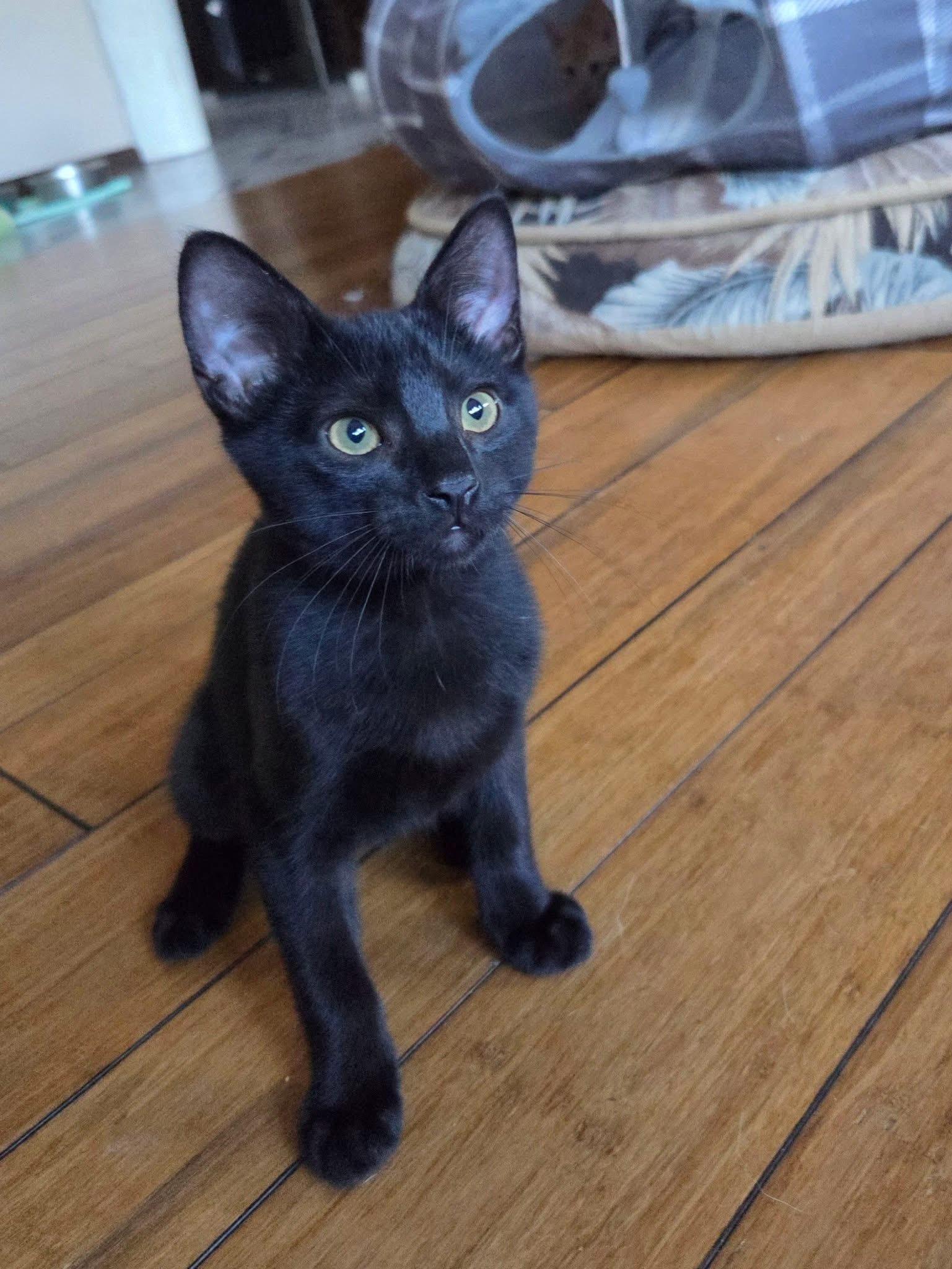 Grapefruit, an adopted Domestic Short Hair in Manhattan, KS image 1/6