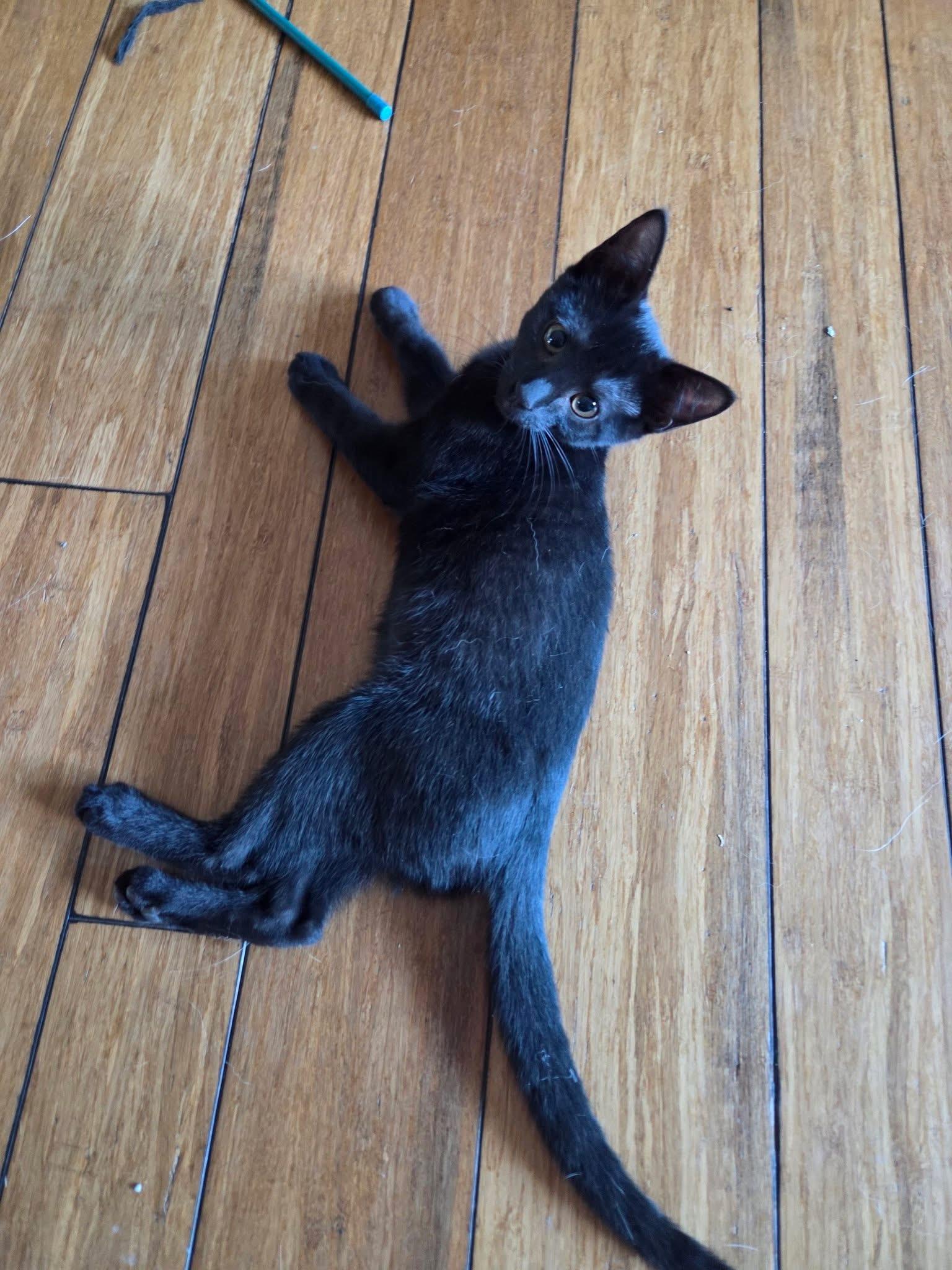 Grapefruit, an adopted Domestic Short Hair in Manhattan, KS image 3/6