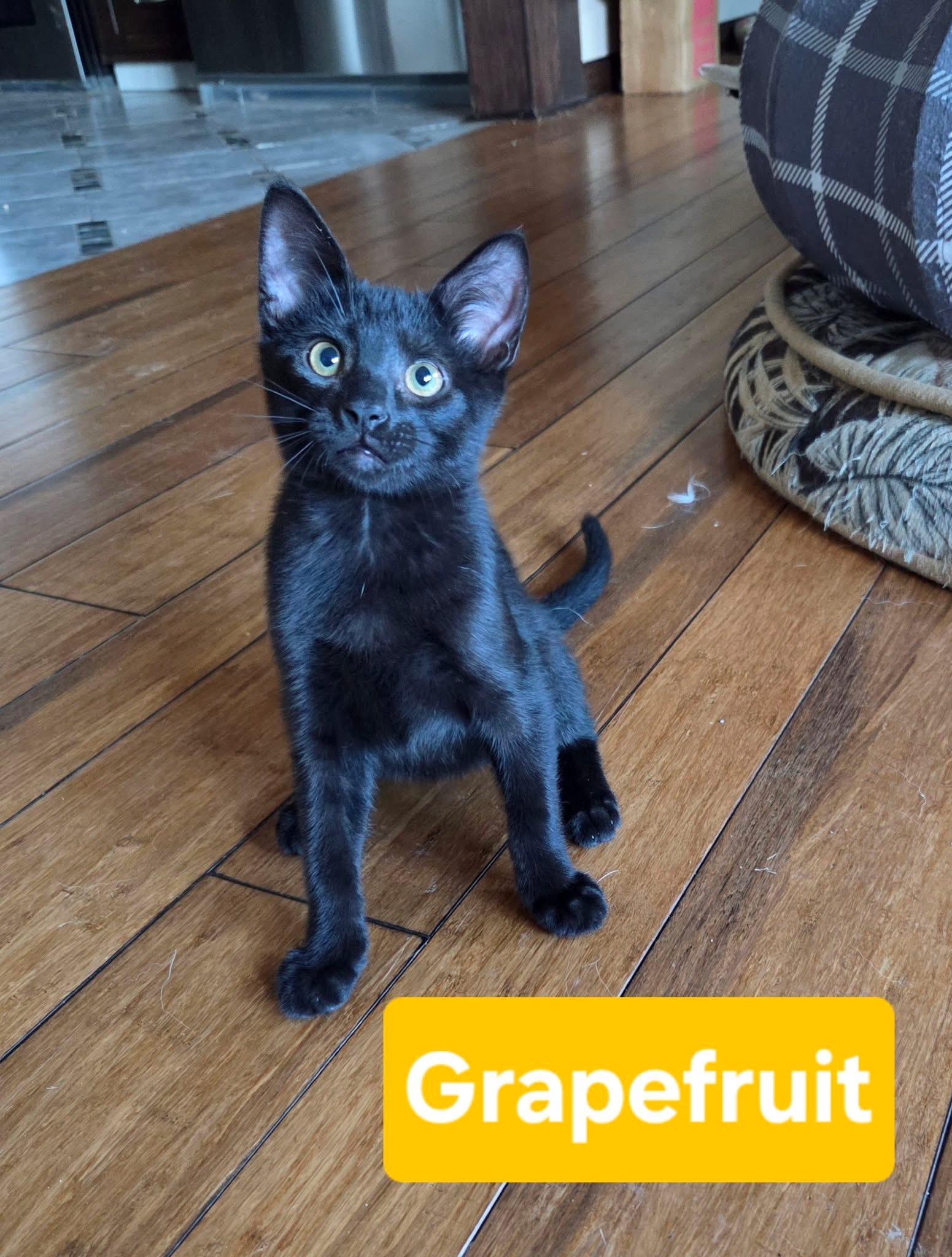 Grapefruit, an adopted Domestic Short Hair in Manhattan, KS image 5/6