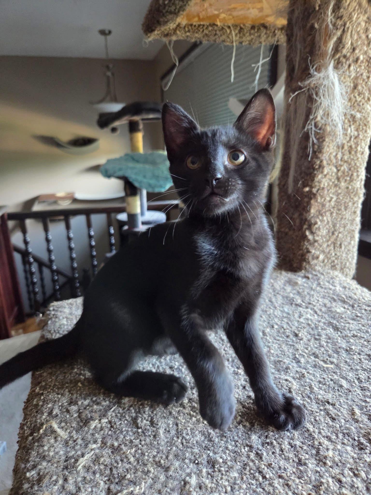 Grapefruit, an adopted Domestic Short Hair in Manhattan, KS image 6/6