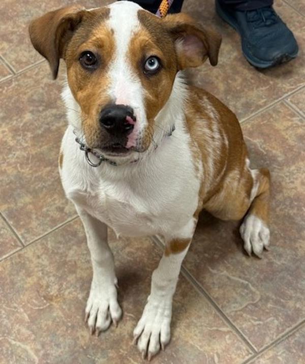 Patches, Adoptable, Puppy Male Catahoula Leopard Dog.