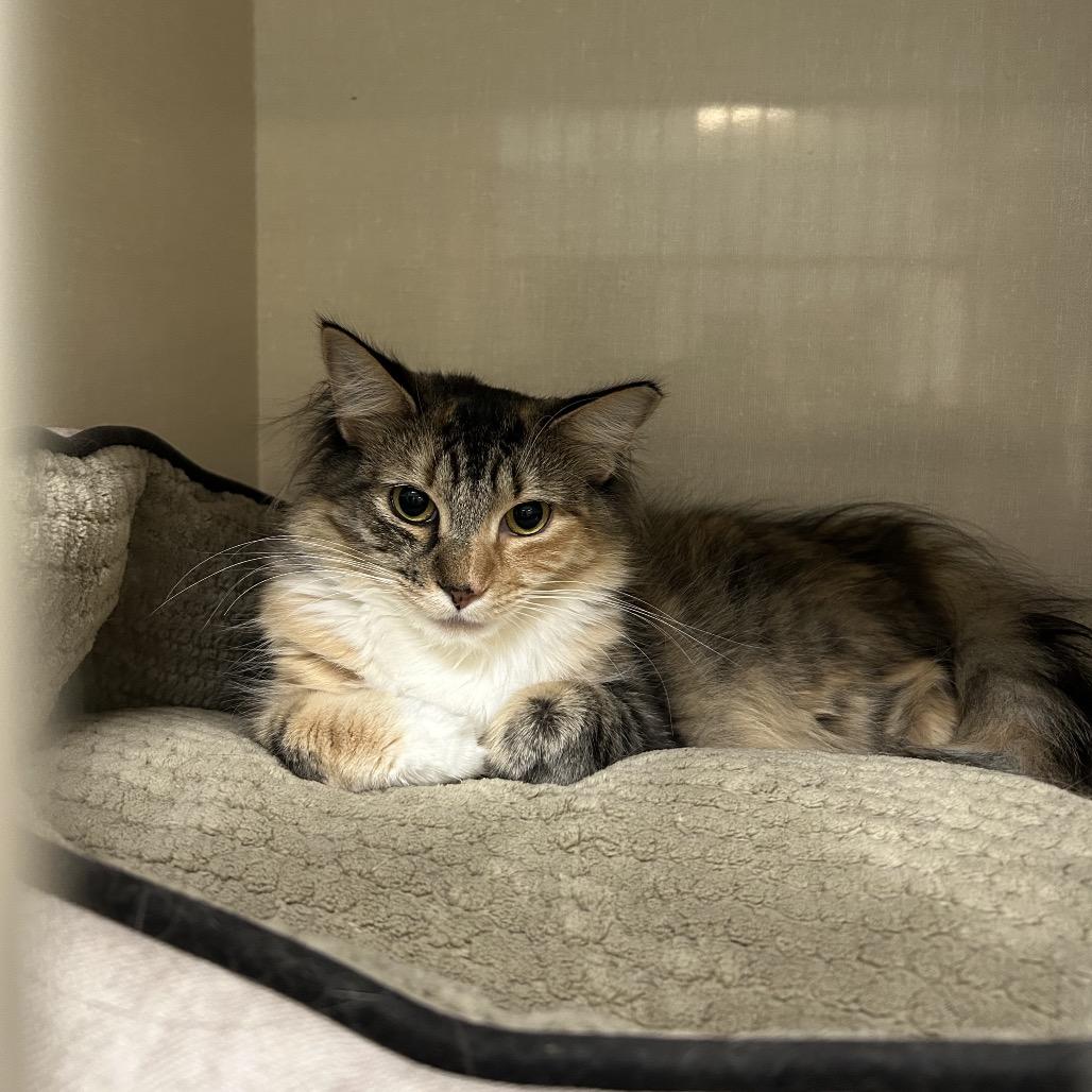 Willow, Adoptable, Young Female Domestic Medium Hair.