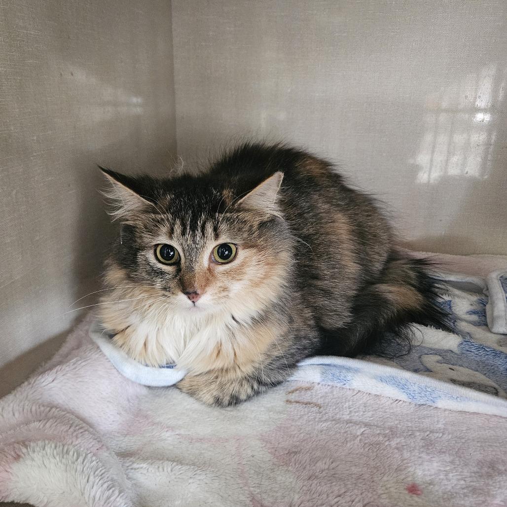 Enlarge Willow, a Adoptable Domestic Medium Hair in Conway, NH image 1/1