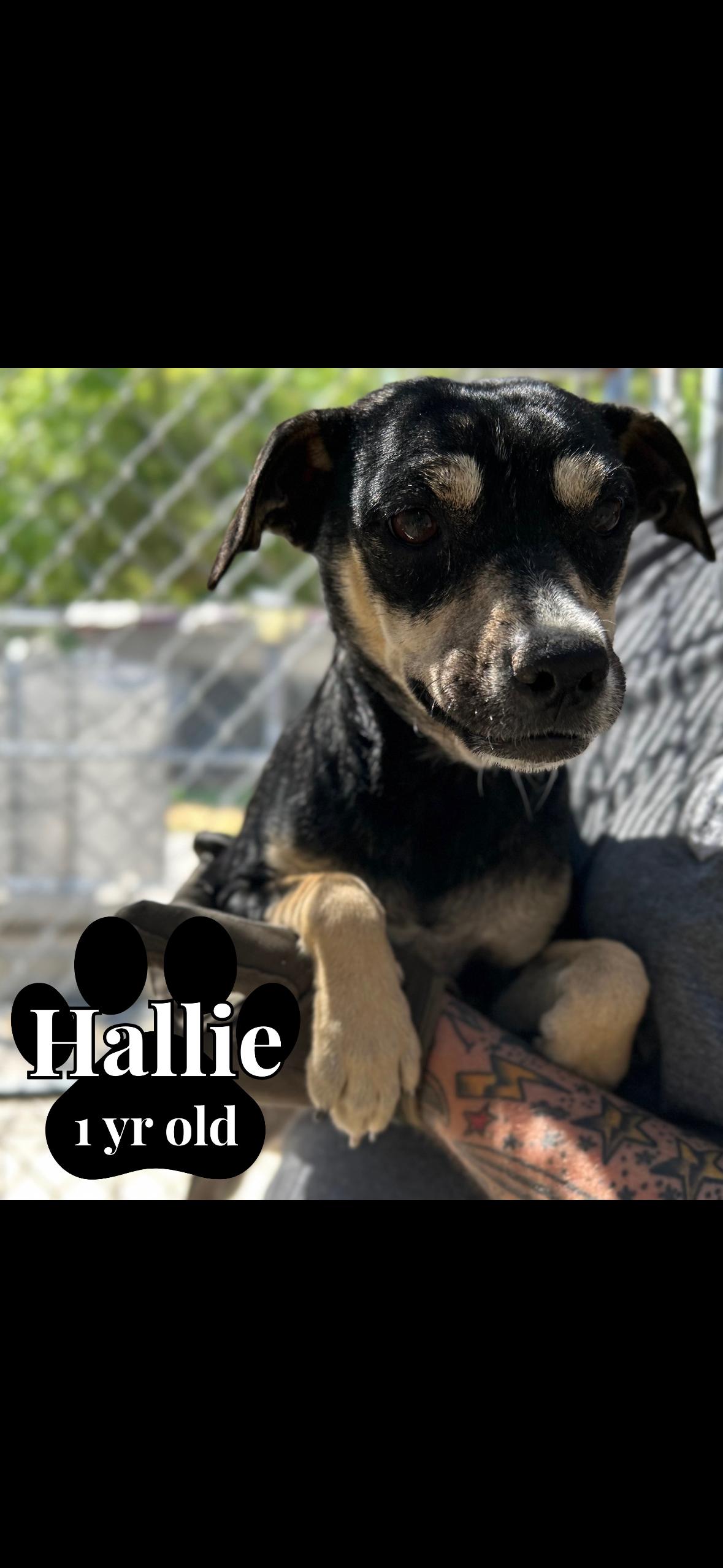 Enlarge Hallie, a ADOPTABLE mixed breed in seaside heights, NJ image 1/4