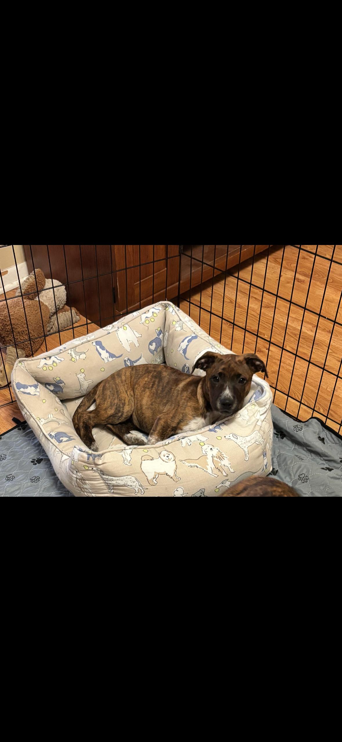 Enlarge Hallie, a ADOPTABLE mixed breed in seaside heights, NJ image 3/4